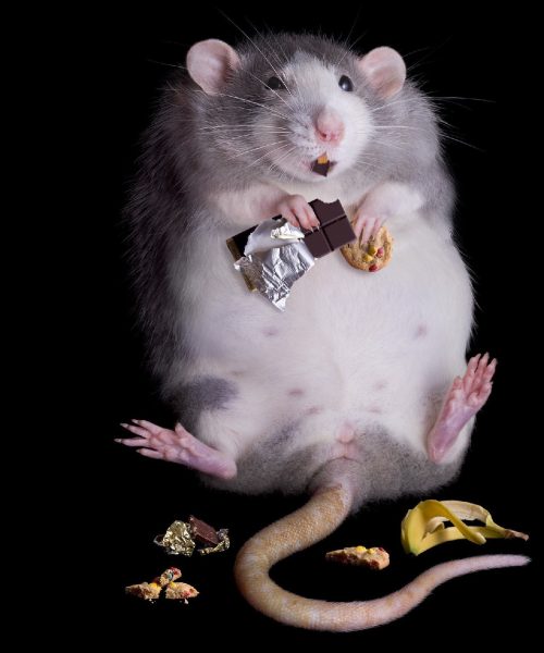 Rodent-control-services