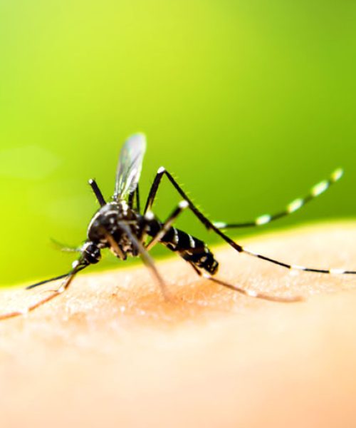 moyer-pest-control-mosquitoes-banner-mobile